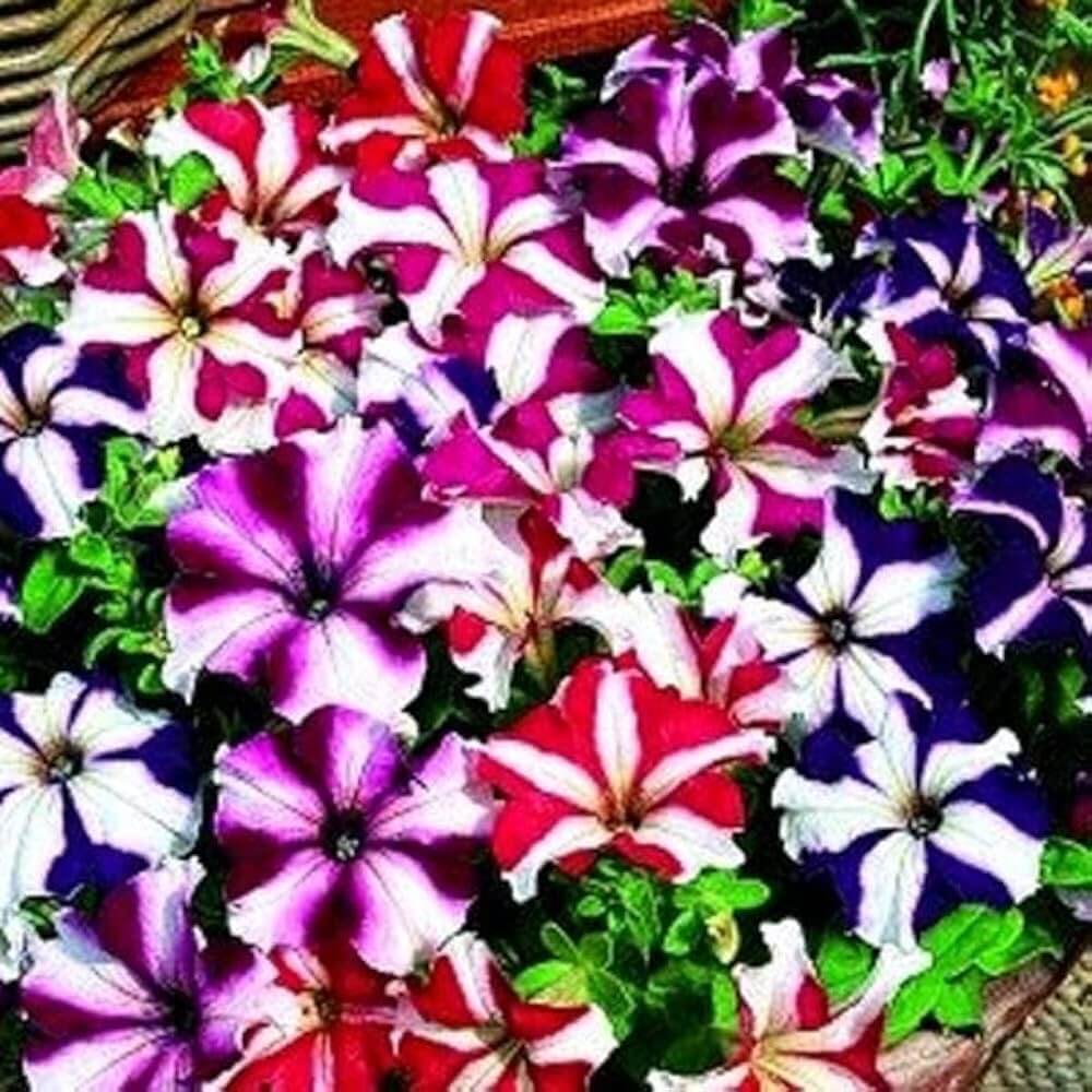 Petunia Seeds – Starry Multi-Colour