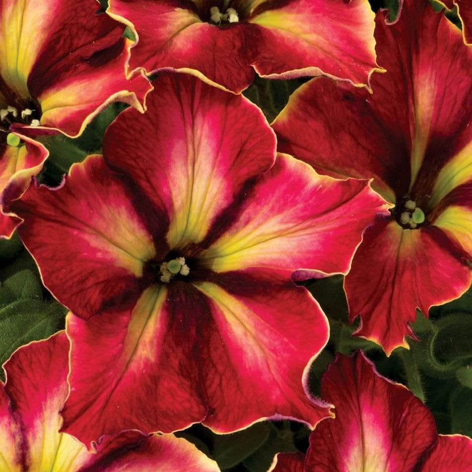 Petunia Seeds – Supercascade 