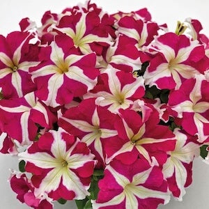 Petunia Seeds – Supercascade 
