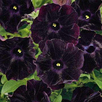 Petunia Seeds – Velvet