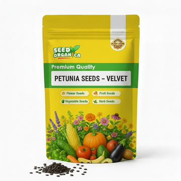 Petunia Seeds – Velvet