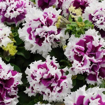 Petunia Seeds – Violet Double