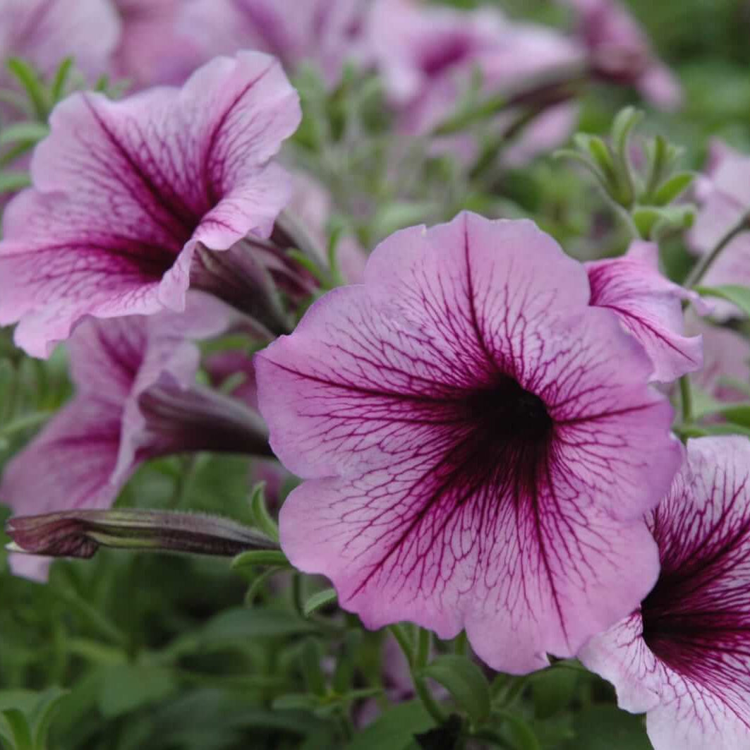 Petunia Seeds – White Violet