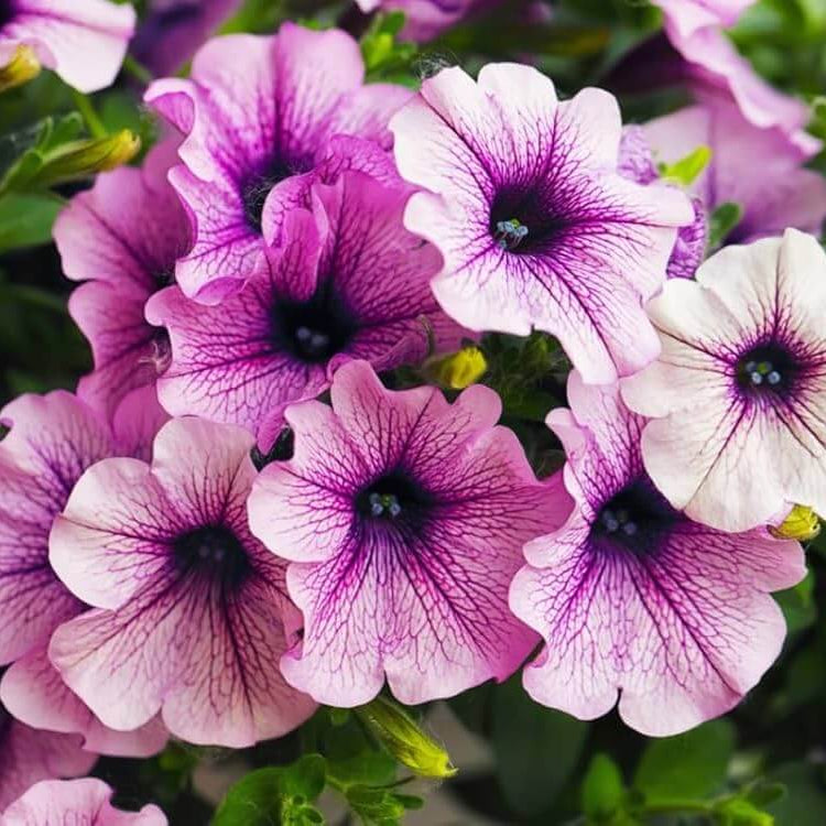 Petunia Seeds – White Violet