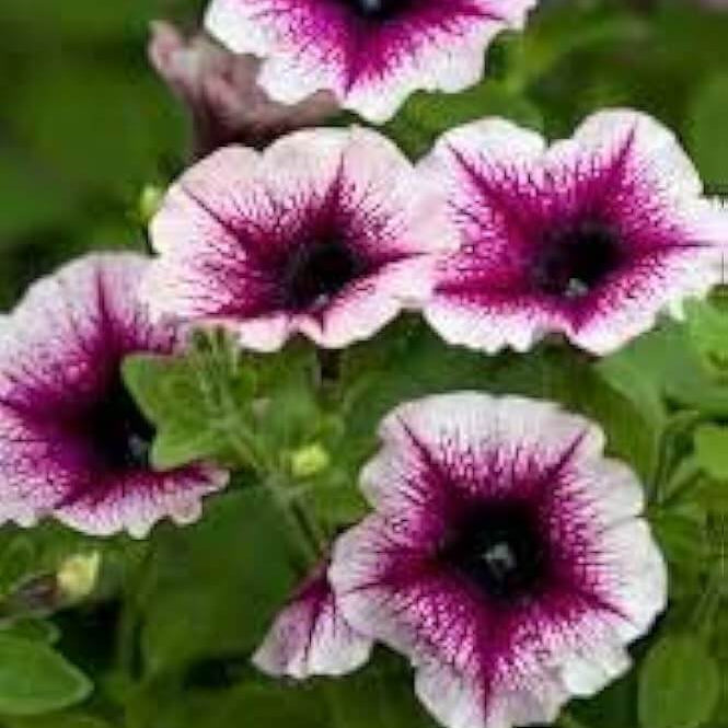 Petunia Seeds – White Violet