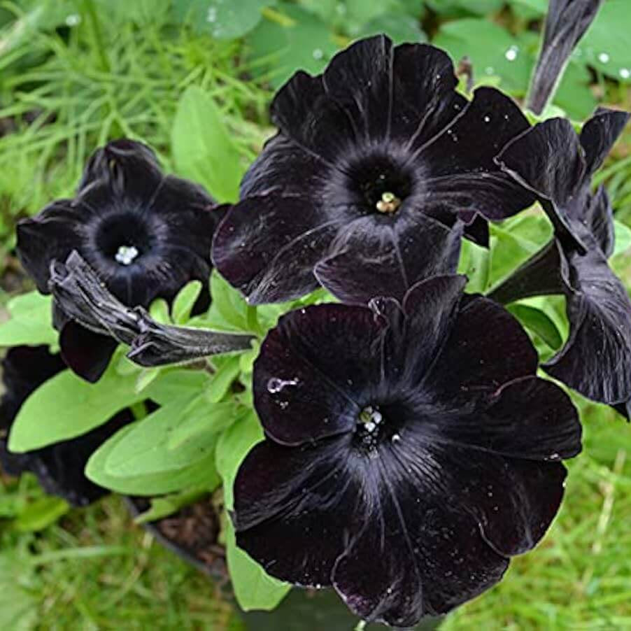 Petunia Seeds – Velvet
