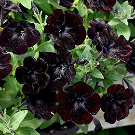 Petunia Seeds – Velvet