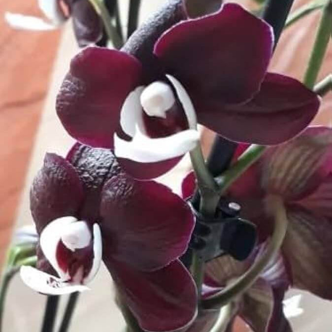 Phalaenopsis Orchid Seeds – Chocolate