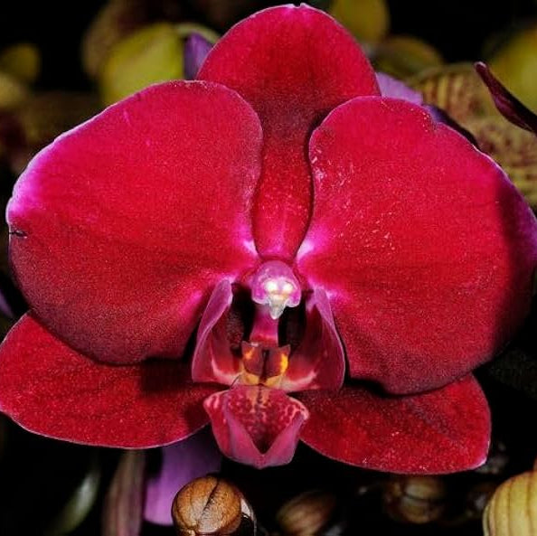 Phalaenopsis Orchid Seeds – Deep Red