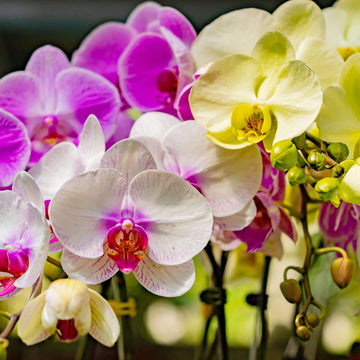 Phalaenopsis Orchid Seeds – Multi-Colored