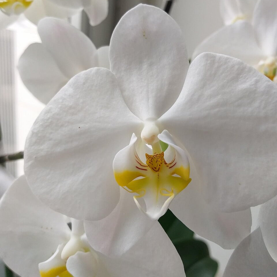 Phalaenopsis Orchid Seeds – Standard