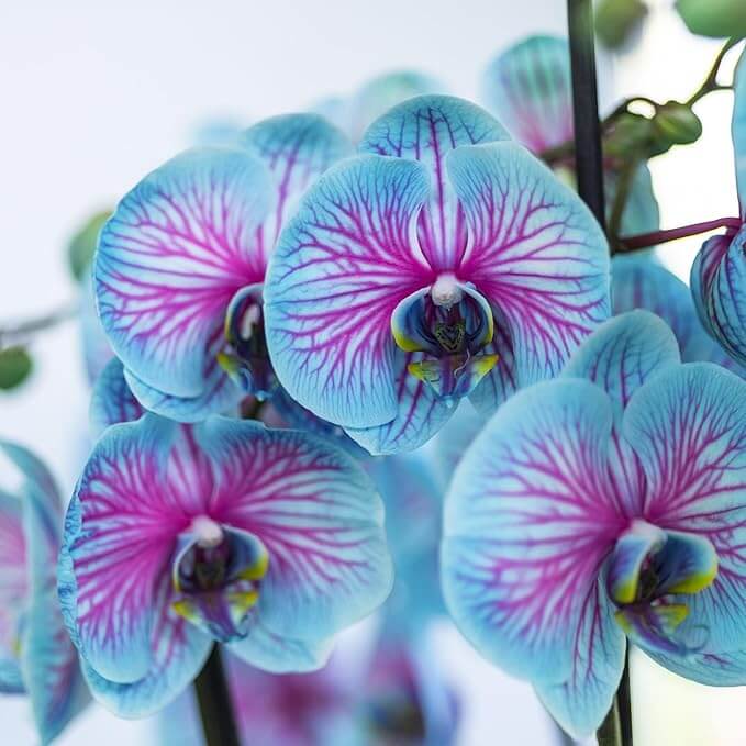 Phalaenopsis Orchid Seeds – Blue & Pink