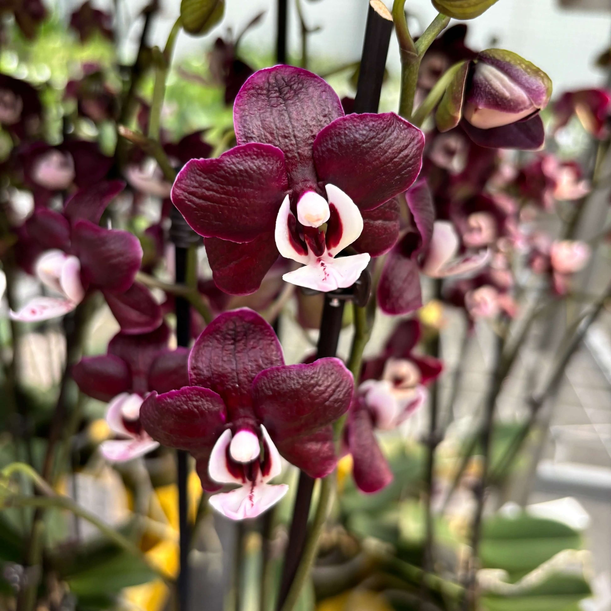 Phalaenopsis Orchid Seeds – Chocolate