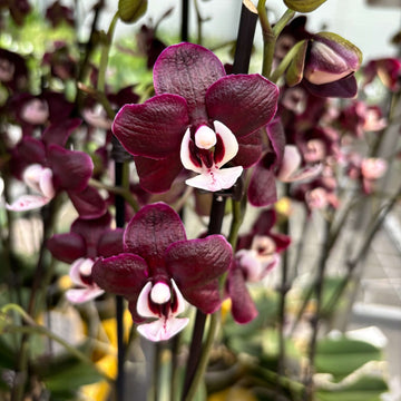 Phalaenopsis Orchid Seeds – Chocolate