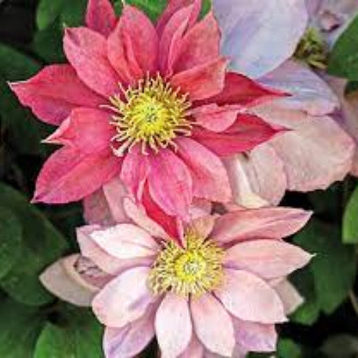 Phalaenopsis Orchid Seeds – Dark Pink – Wildflower