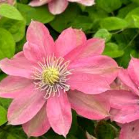 Phalaenopsis Orchid Seeds – Dark Pink – Wildflower