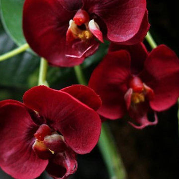 Phalaenopsis Orchid Seeds – Deep Red