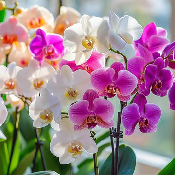 Phalaenopsis Orchid Seeds – Multi-Colored