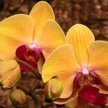 Phalaenopsis Orchid Seeds – Orange