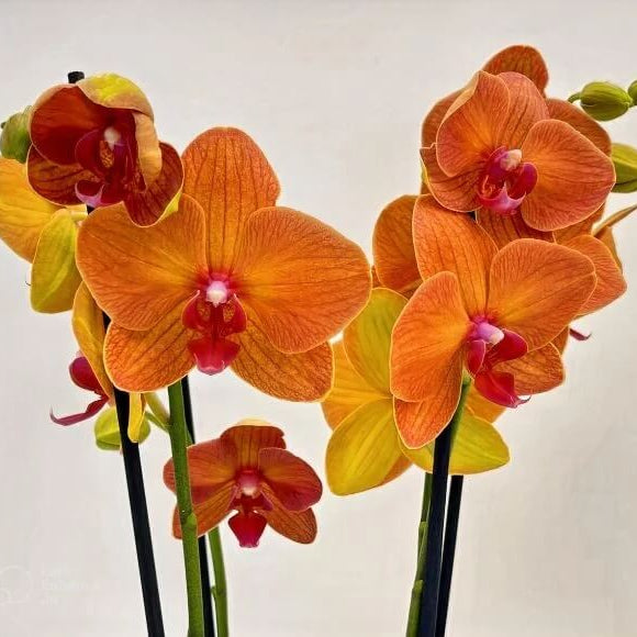 Phalaenopsis Orchid Seeds – Orange