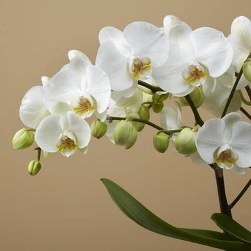 Phalaenopsis Orchid Seeds – White