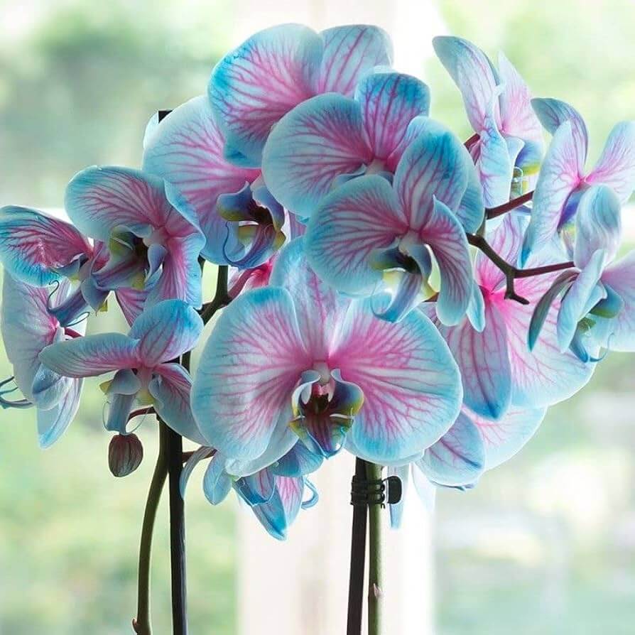 Phalaenopsis Orchid Seeds – Blue & Pink