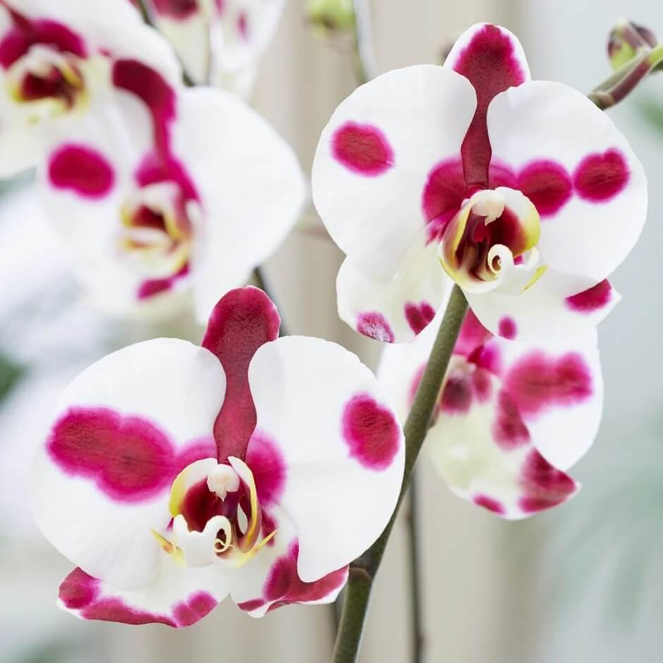 Phalaenopsis Orchid Seeds – White Red