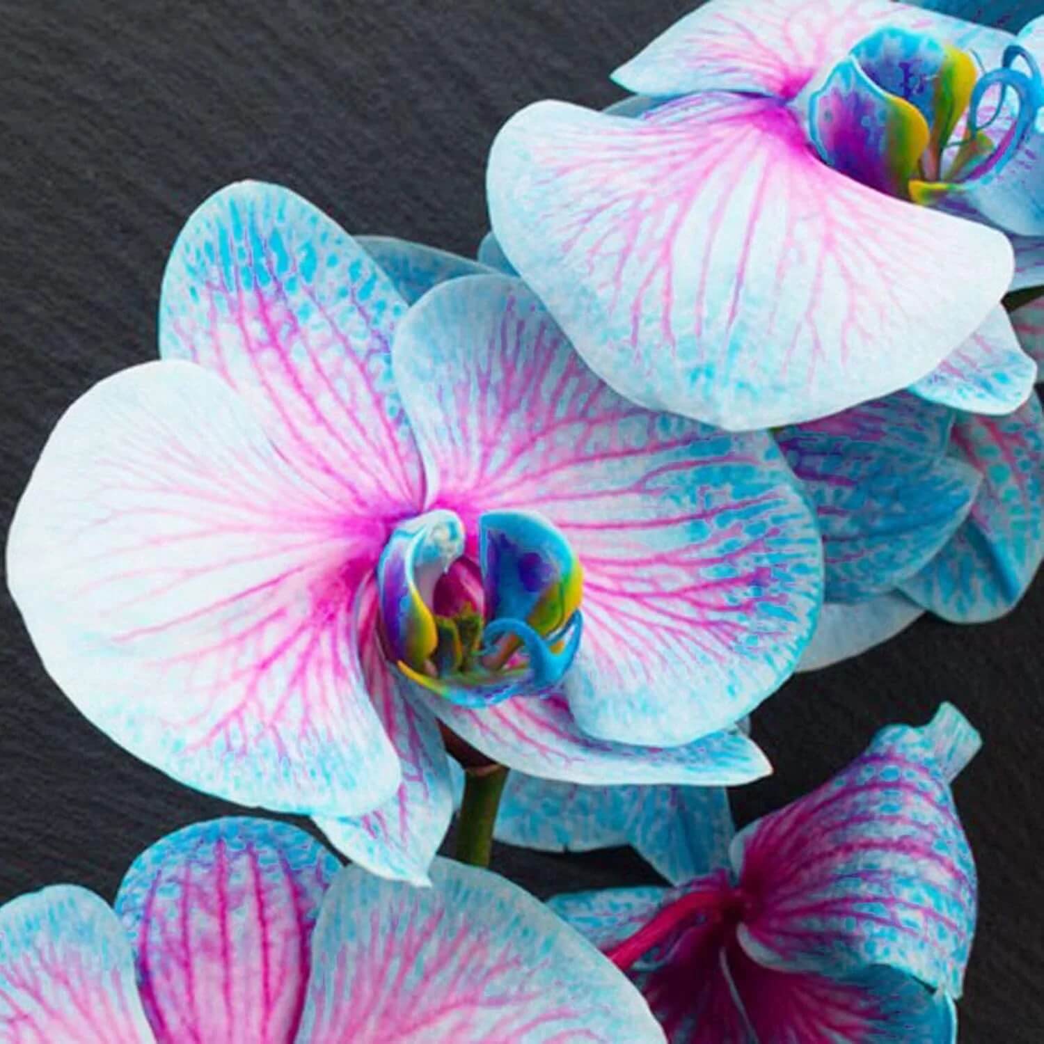 Phalaenopsis Orchid Seeds – Blue & Pink