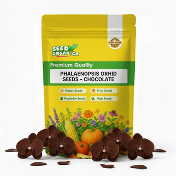 Phalaenopsis Orchid Seeds – Chocolate