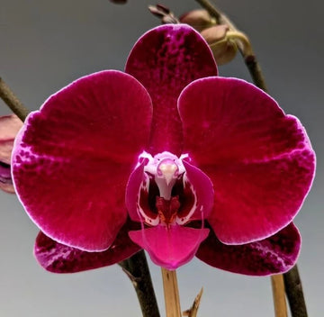 Phalaenopsis Orchid Seeds – Deep Red