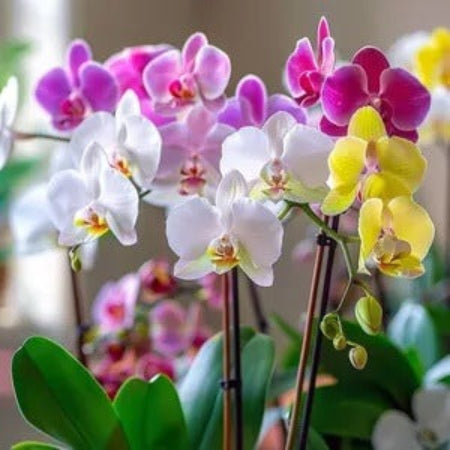 Phalaenopsis Orchid Seeds – Multi-Colored