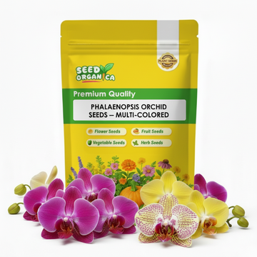 Phalaenopsis Orchid Seeds – Multi-Colored