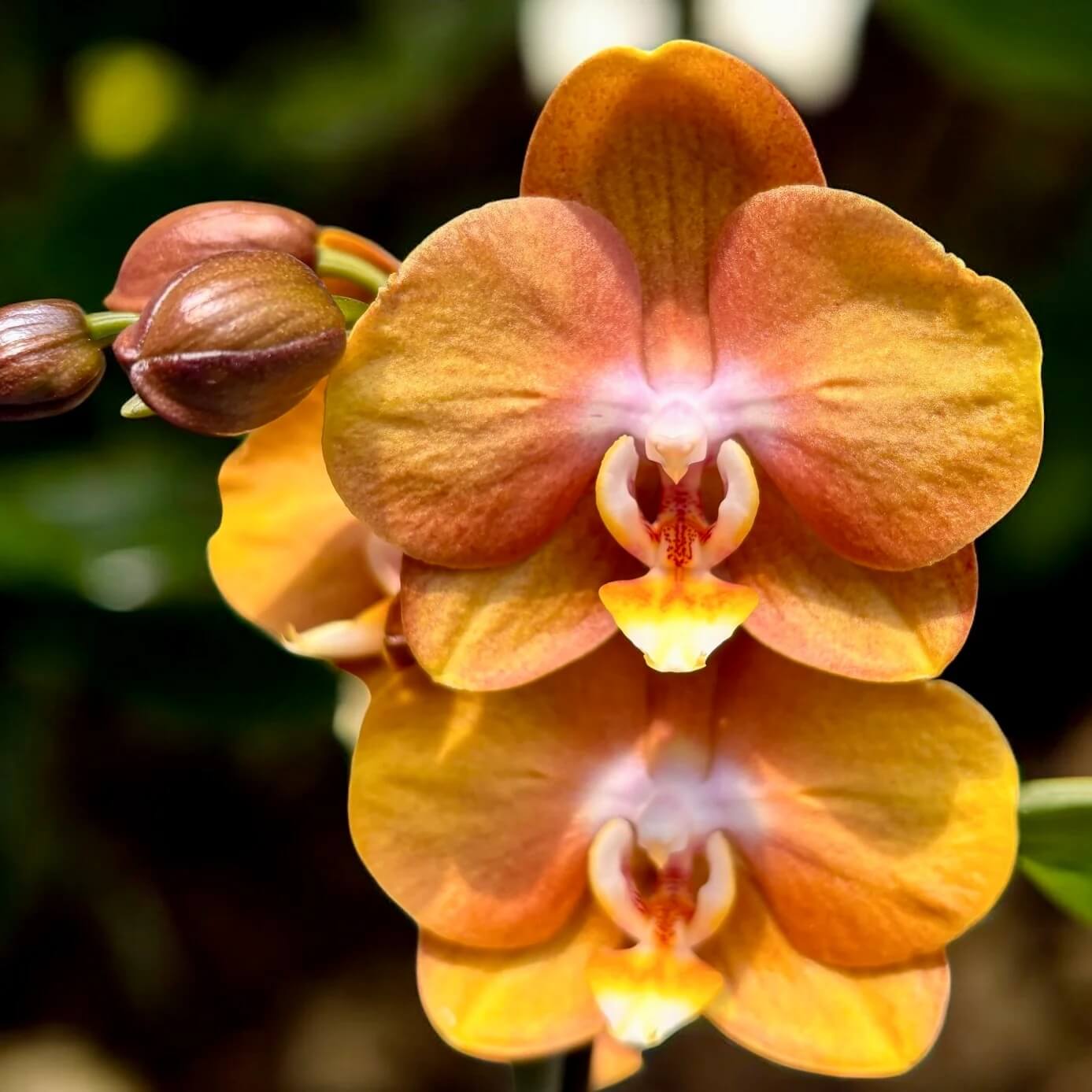 Phalaenopsis Orchid Seeds – Orange