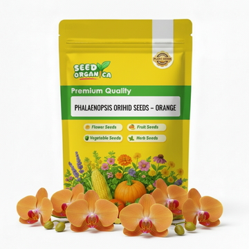 Phalaenopsis Orchid Seeds – Orange