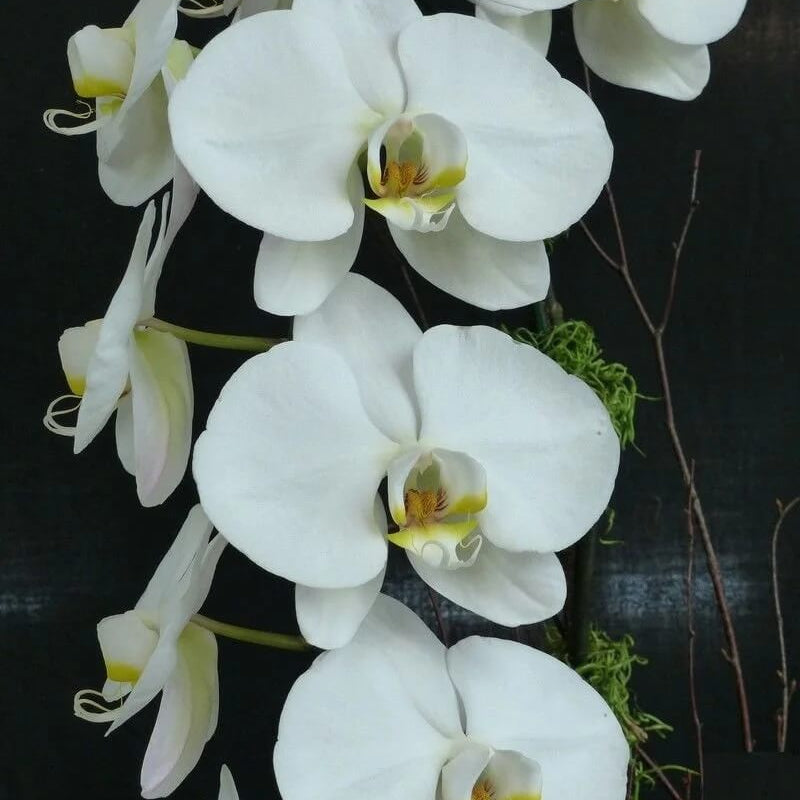 Phalaenopsis Orchid Seeds – Standard