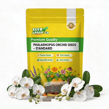 Phalaenopsis Orchid Seeds – Standard