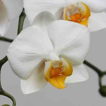 Phalaenopsis Orchid Seeds – White