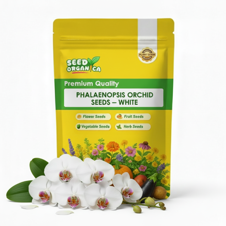 Phalaenopsis Orchid Seeds – White