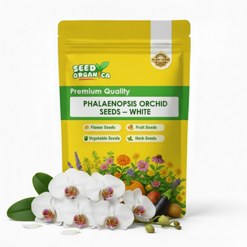 Phalaenopsis Orchid Seeds – White