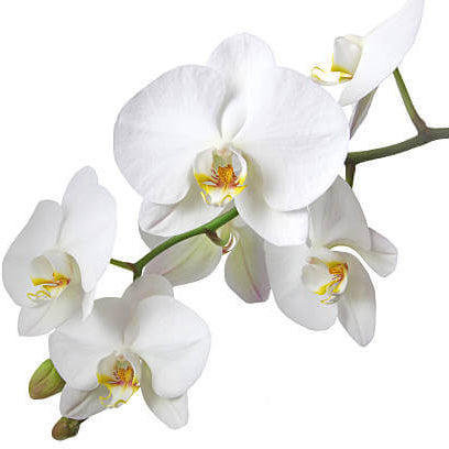 Phalaenopsis Orchid Seeds – Standard
