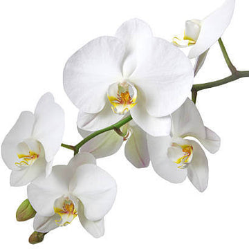 Phalaenopsis Orchid Seeds – Standard