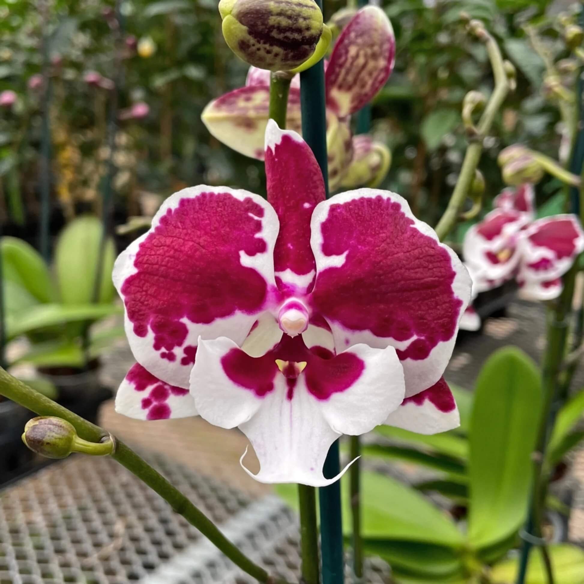 Phalaenopsis Orchid Seeds – White Red