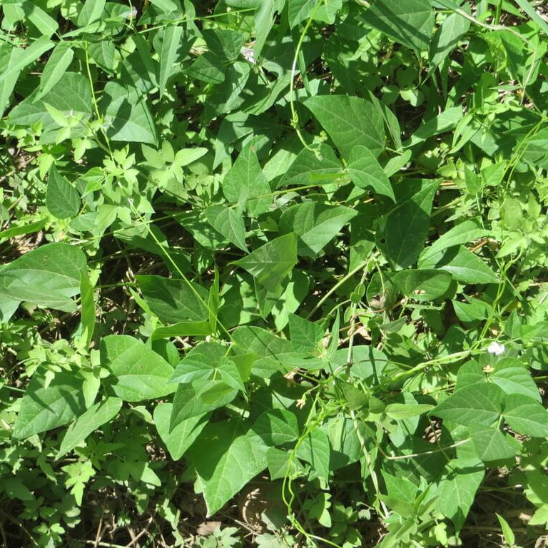 Phaseolus acutifolius seeds