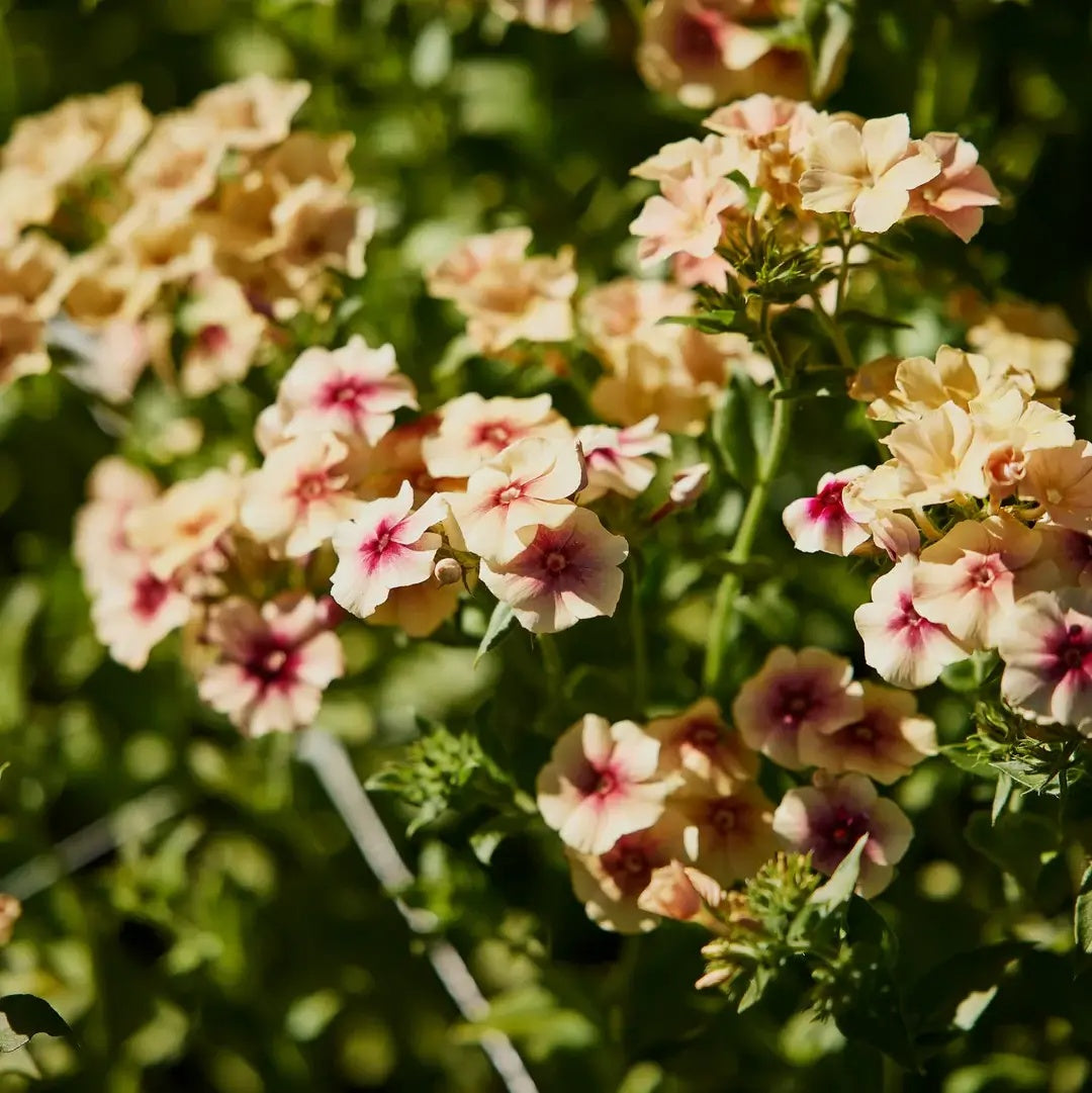 Phlox Seeds – Cherry Caramel
