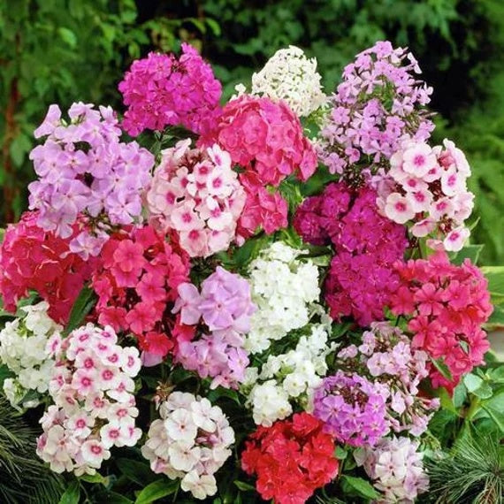 Phlox Seeds – Mix