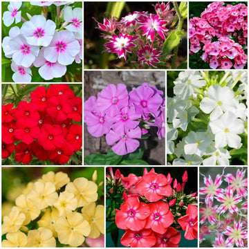 Phlox Seeds - All In One For Home Gardens
