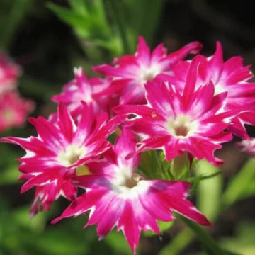 Phlox Seeds - All In One For Home Gardens