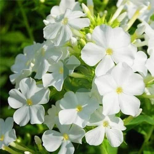 Phlox Seeds - All In One For Home Gardens