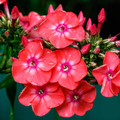 Phlox Seeds - All In One For Home Gardens