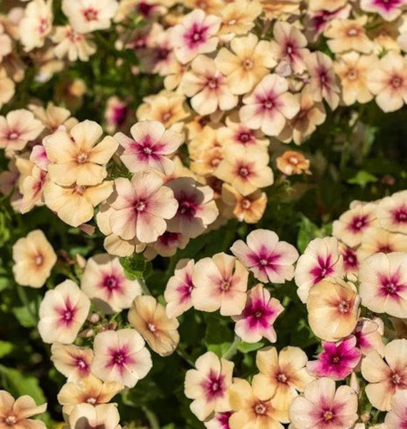 Phlox Seeds – Cherry Caramel